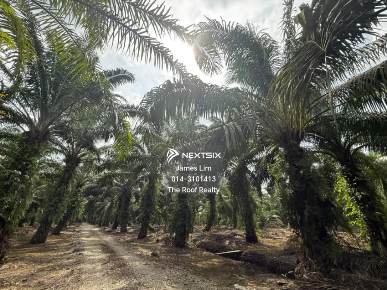 Agricultural Land For Sale in Pekan Nanas Johor