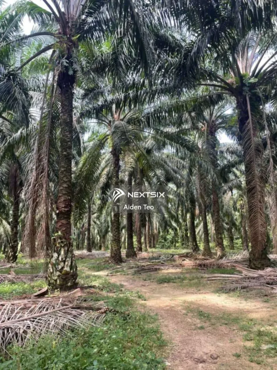 Agricultural Land For Sale in Masjid Tanah Melaka - Image 5